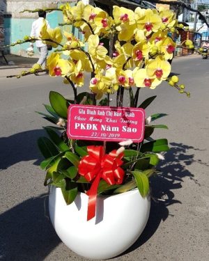 Chậu Lan Hồ Điệp 12 Cành Phát Tài