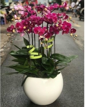 Chậu Lan Hồ Điệp 14 Cành Đẹp
