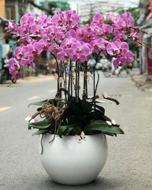 Chậu Lan Hồ Điệp 15 Cành Yêu Kiều