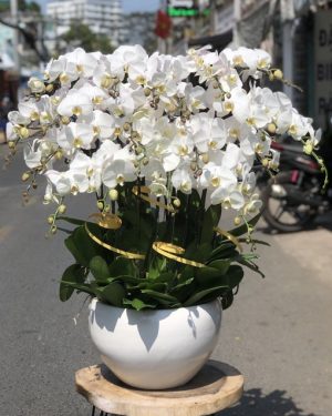Chậu Lan Hồ Điệp