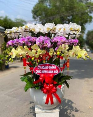 Chậu Lan Hồ Điệp 17 Cành Đại Phát