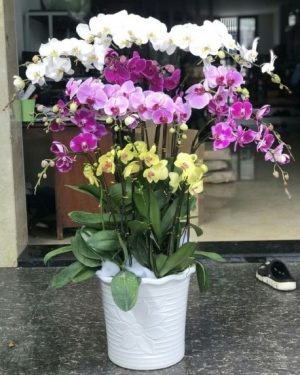 cửa hàng hoa tươi Thị Xã Hoà Thành