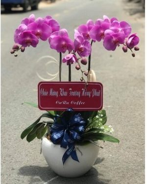 Chậu Lan Hồ Điệp 3 Cành Sang Trọng