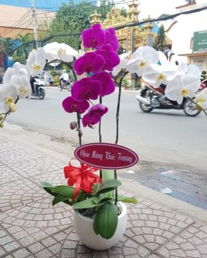 Chậu Lan Hồ Điệp 3 Cành Thân Thương
