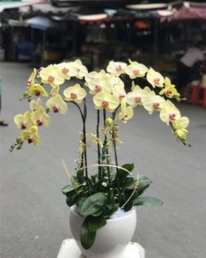 Chậu Lan Hồ Điệp 5 Cành Vàng