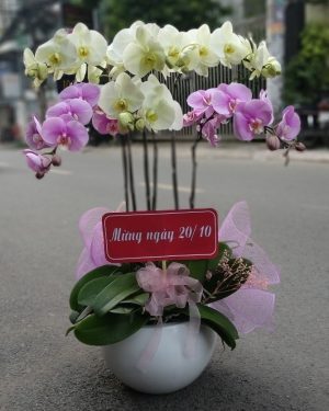 Chậu Lan Hồ Điệp 6 Cành Lộng Lẫy