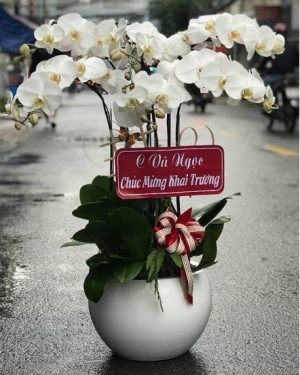 Chậu Lan Hồ Điệp 6 Cành Tươi Thắm