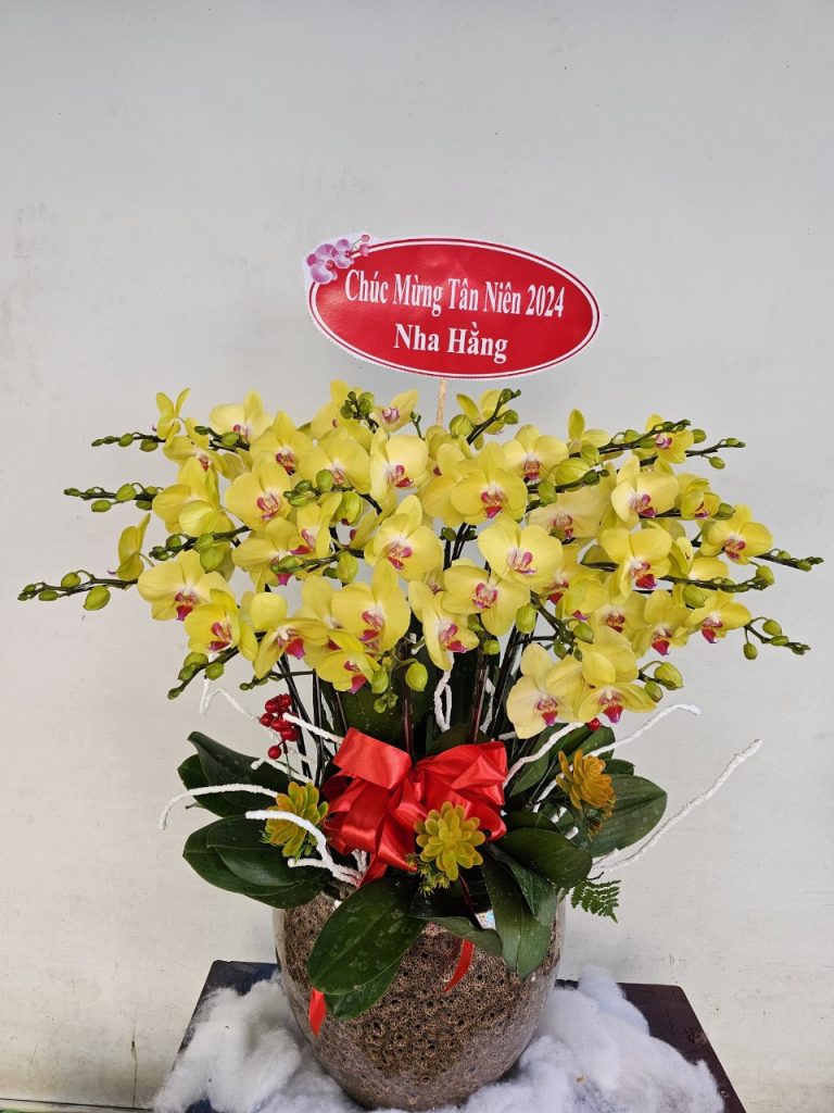 Khám Phá Thế Giới Hoa Lan Hồ Điệp Quận 10 - Nơi Chắp Cánh Đam Mê
